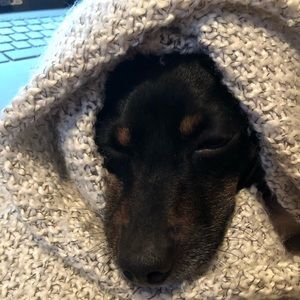 Meet your Posher, Sydney